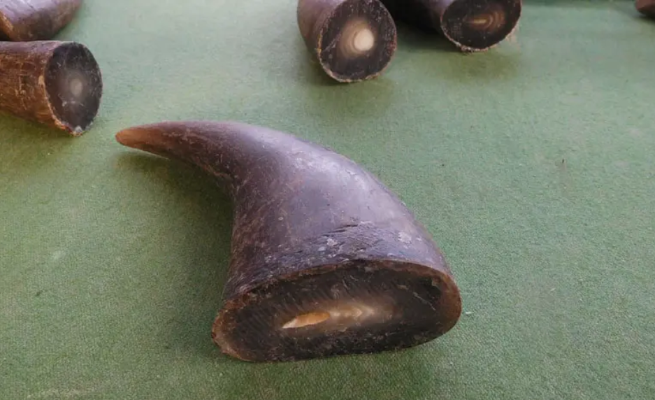 牛角進口報關(guān)